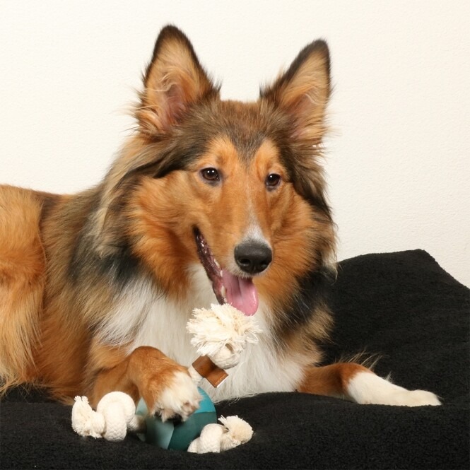 Tiernahrung Mönchengladbach So einfach war die Futterbestellung noch nie